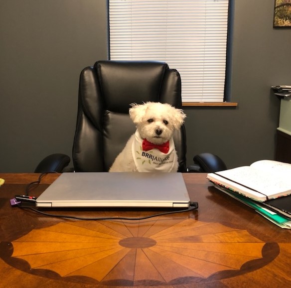 at desk (002) Charlie the Dog, hard at work