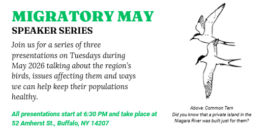 Flag of the City of Buffalo